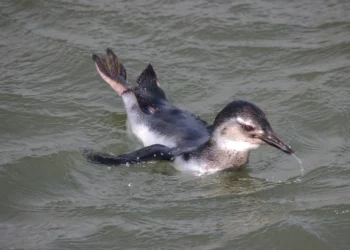 Por que os pinguins procuram a costa brasileira no inverno?
