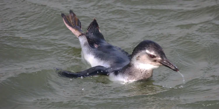 Por que os pinguins procuram a costa brasileira no inverno?