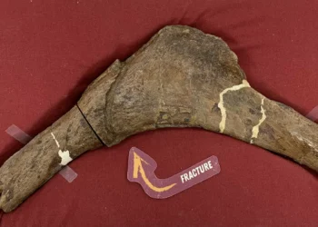 Costela fraturada de T-rex revela novidades sobre a recuperação de dinos após batalhas