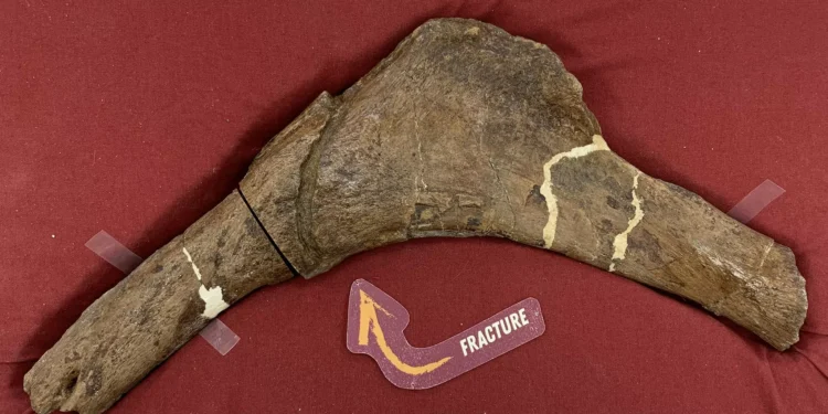 Costela fraturada de T-rex revela novidades sobre a recuperação de dinos após batalhas