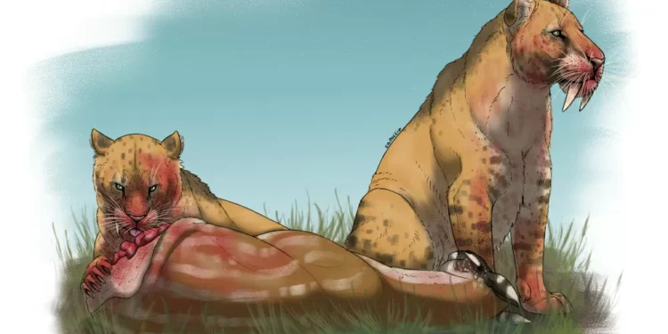 Redução de presas contribuiu para extinção dos tigres-dentes-de-sabre