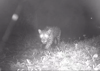 Onça-pintada é registrada pela primeira vez em 50 anos no Rio de Janeiro; confira vídeo