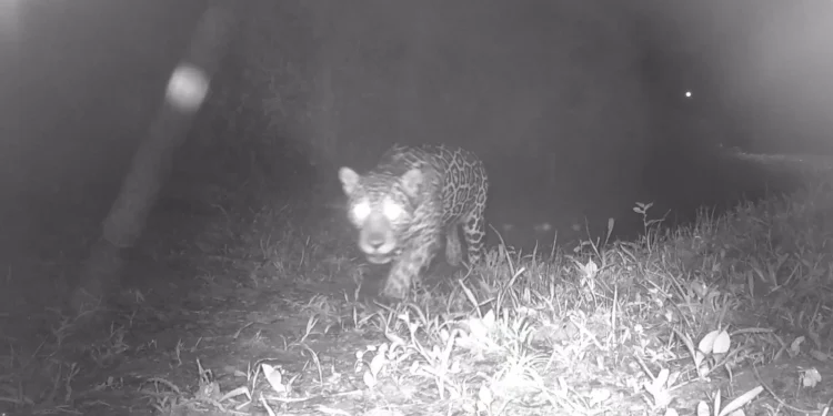 Onça-pintada é registrada pela primeira vez em 50 anos no Rio de Janeiro; confira vídeo