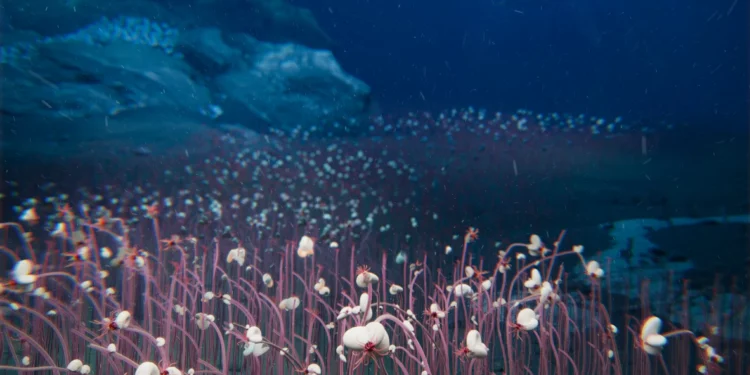 Expedição em fossa abissal encontra novos seres vivos; confira imagens e vídeos