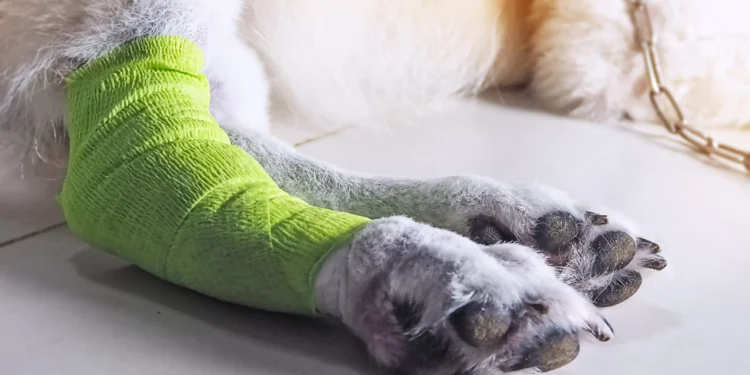 Pesquisa brasileira usa nanotecnologia para tratar artrose em cães idosos