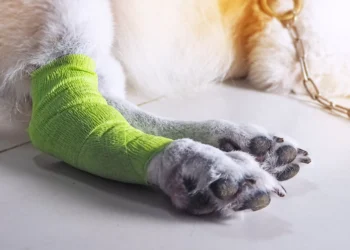 Pesquisa brasileira usa nanotecnologia para tratar artrose em cães idosos