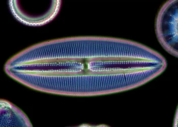 Mistério de brilhos anormais no oceano Antártico é resolvido