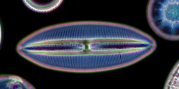Mistério de brilhos anormais no oceano Antártico é resolvido