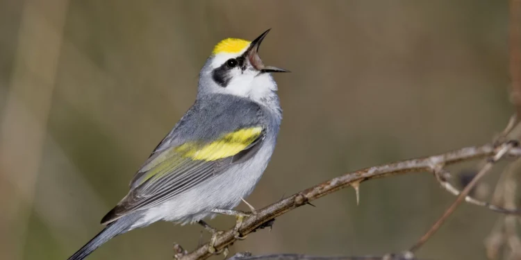 Poluição luminosa faz pássaros cantarem média de 50 minutos a mais por dia, diz estudo