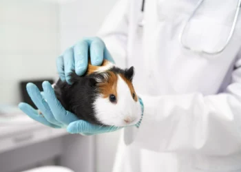 Estudo mostra que ciência brasileira já inova sem testar produtos em animais