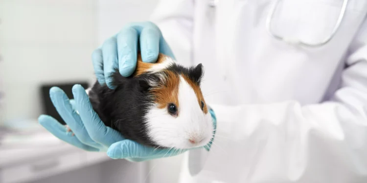 Estudo mostra que ciência brasileira já inova sem testar produtos em animais