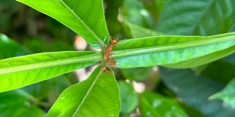 Formigas defendem plantas de herbívoros, mas podem atrapalhar polinização