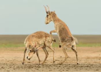 Concurso de fotos elege duelo de antílopes como vencedor; confira imagens premiadas