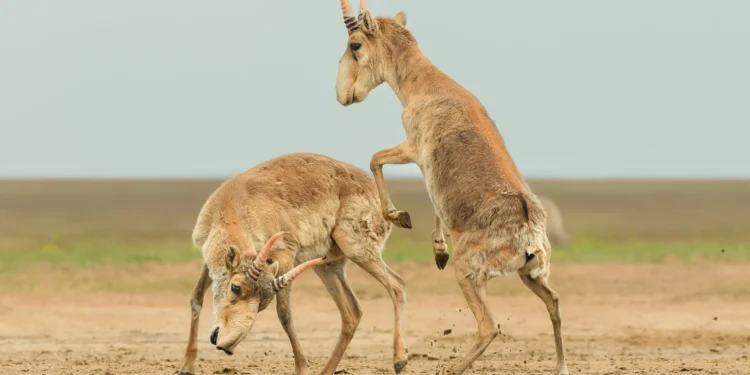 Concurso de fotos elege duelo de antílopes como vencedor; confira imagens premiadas