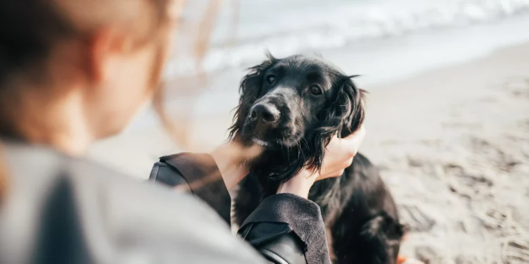 Cérebros caninos são programados para captar emoções humanas, mostra estudo