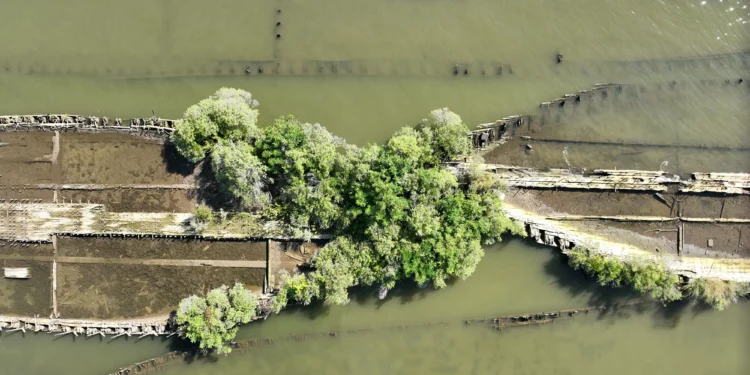 Destroços das guerras mundiais viram refúgio de vida marinha; confira imagens e vídeos