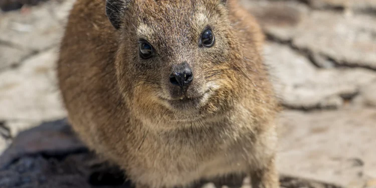 Fóssil de mamífero registra o “rastro de bumbum” mais antigo do mundo
