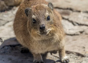 Fóssil de mamífero registra o “rastro de bumbum” mais antigo do mundo