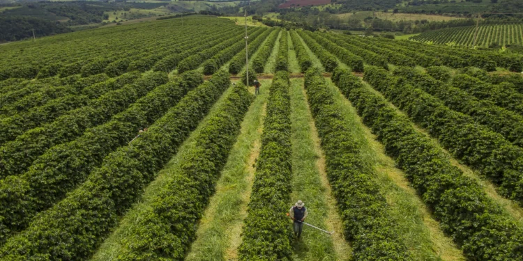 Como a nanotecnologia combinada ao chá verde pode salvar plantações de café