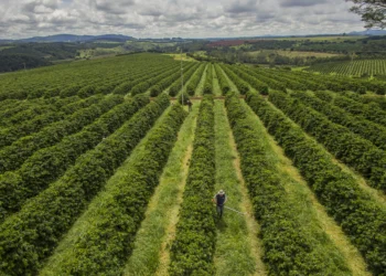 Como a nanotecnologia combinada ao chá verde pode salvar plantações de café