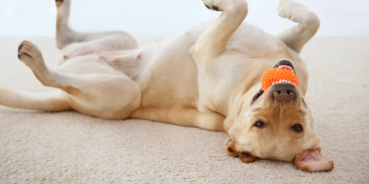 Cães podem se ‘viciar’ em bolinhas como humanos desenvolvem dependências