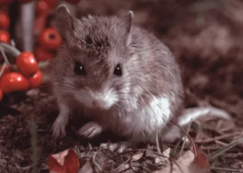 Parente distante do lobisomem? Esse rato ficou conhecido por “uivar” para a Lua