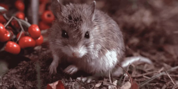 Parente distante do lobisomem? Esse rato ficou conhecido por “uivar” para a Lua