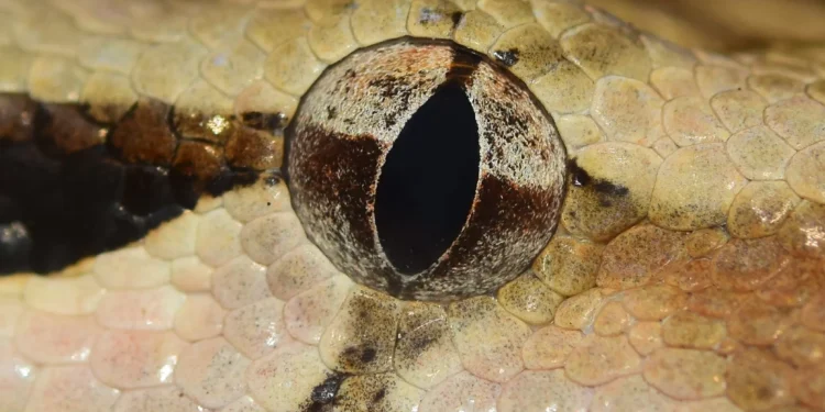 Ataque mais rápido do reino animal é registrado em câmera lenta; veja