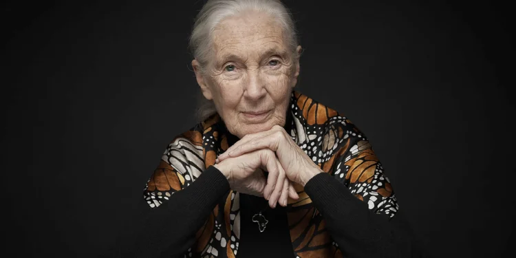 Morre Jane Goodall, a bióloga que redefiniu a humanidade por meio dos chimpanzés