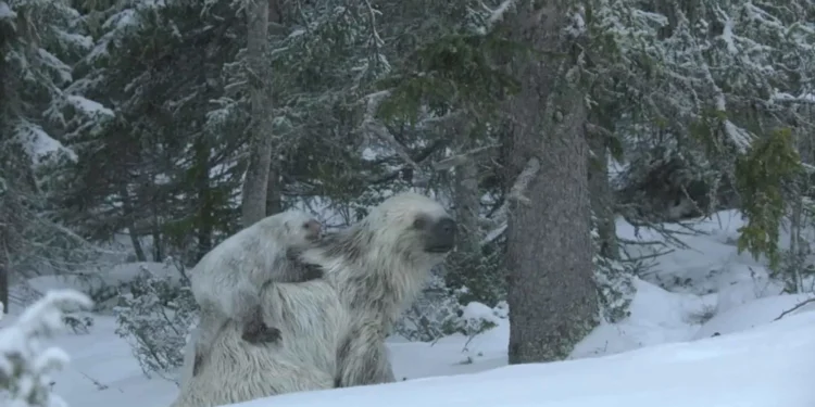 Nova temporada de série da Apple TV mostra preguiça-gigante na Era do Gelo