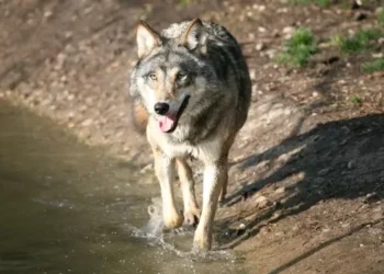 Vídeo mostra a estratégia incomum usada por um lobo para conseguir comida