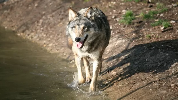 Vídeo mostra a estratégia incomum usada por um lobo para conseguir comida