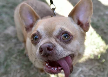 A maioria dos cães ainda carrega DNA de lobo, aponta estudo