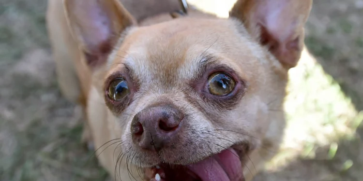 A maioria dos cães ainda carrega DNA de lobo, aponta estudo
