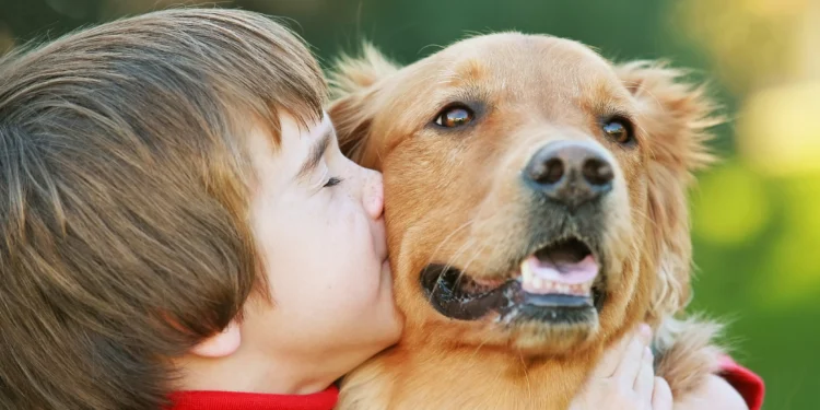 Golden retrievers e humanos dividem genes ligados ao comportamento