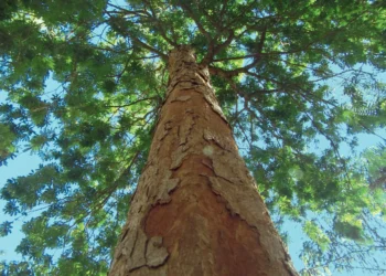 Bem longe do Pará, o Pau-Brasil estará no centro do debate de outra COP