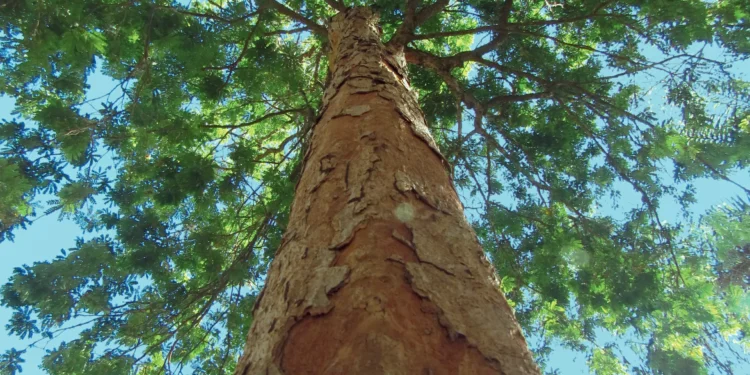 Bem longe do Pará, o Pau-Brasil estará no centro do debate de outra COP