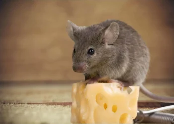 Ratos gostam mesmo de queijo? O que a ciência diz sobre o mito