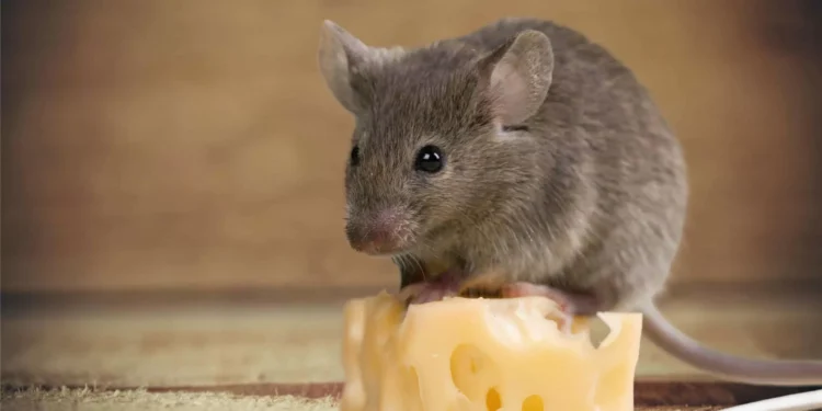 Ratos gostam mesmo de queijo? O que a ciência diz sobre o mito