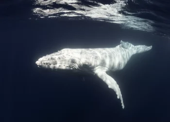 Rara baleia jubarte albina é registrada por drone na Austrália; confira vídeo