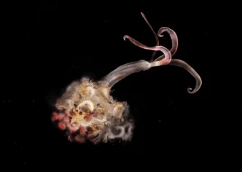 Vermes-zumbi estão sumindo dos oceanos — e isso preocupa cientistas