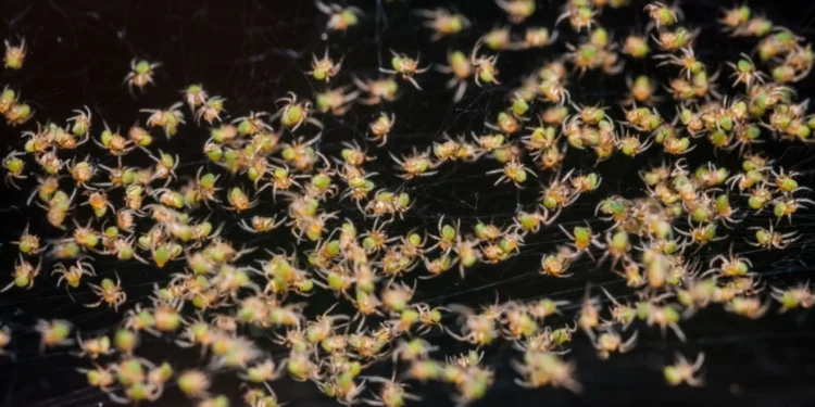 Maior teia do mundo tem 111 mil aranhas