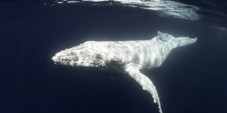 Rara baleia jubarte albina é registrada por drone na Austrália; confira vídeo