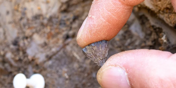 Evidência mais antiga de fogo feito por humanos é encontrada na Inglaterra