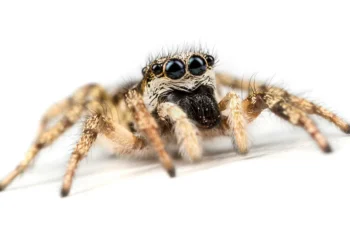 Foto premiada revela como aranha envolve presas com teia elástica