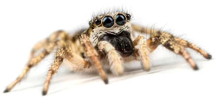 Foto premiada revela como aranha envolve presas com teia elástica