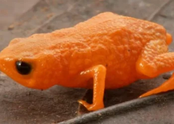 Nova espécie de sapo laranja vibrante é identificada em Santa Catarina