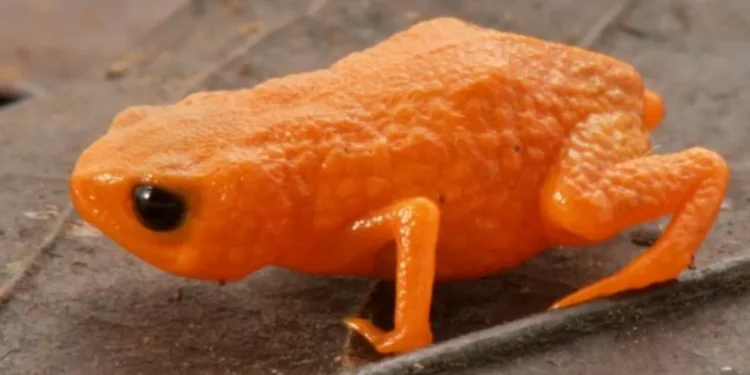 Nova espécie de sapo laranja vibrante é identificada em Santa Catarina