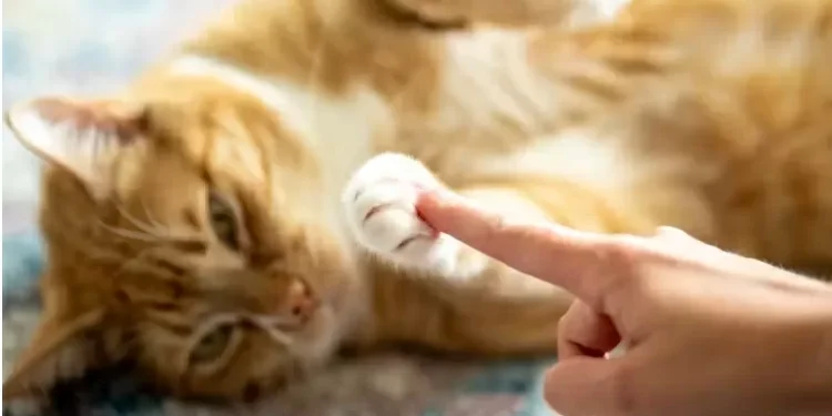 Um gesto simples pode melhorar a comunicação com seu gato, diz estudo