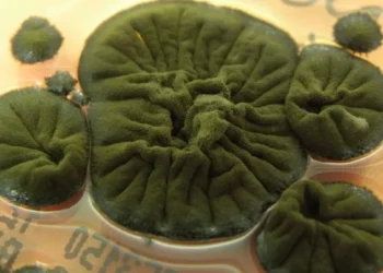 Fungo intriga ciência ao propesper em radição de Chernobyl